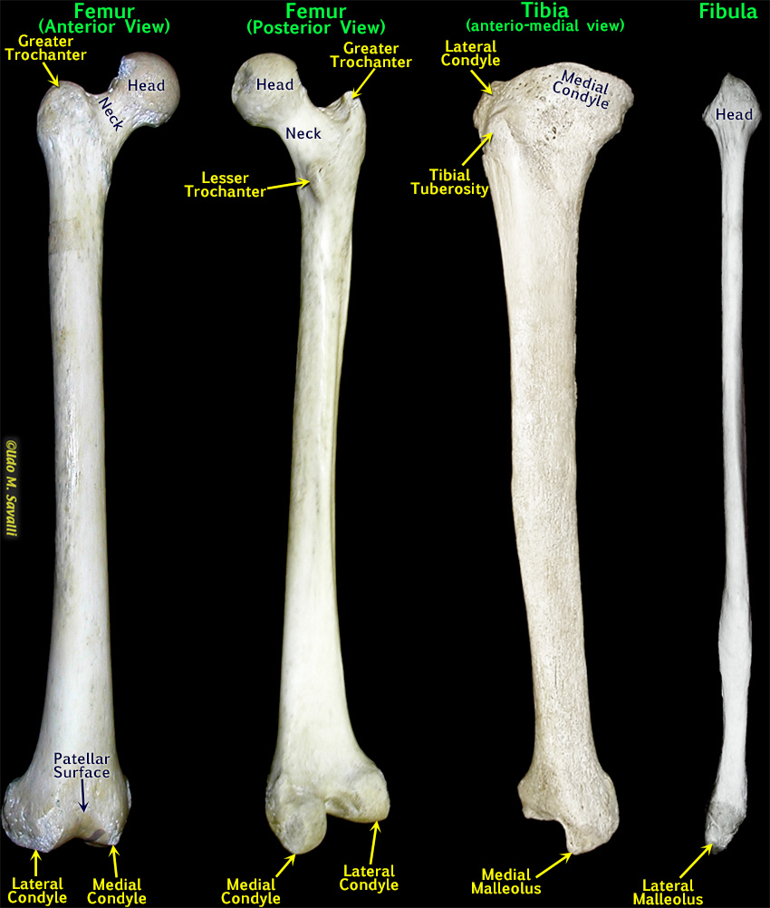 Leg bones labeled