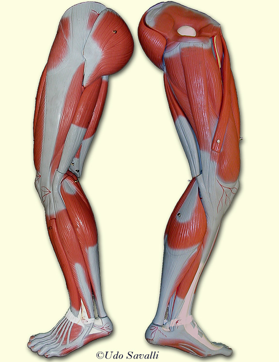 leg muscles unlabeled