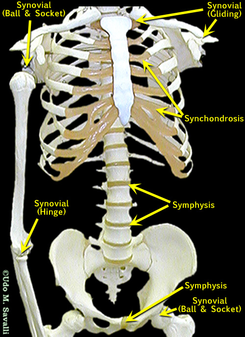 torso skeleton labeled