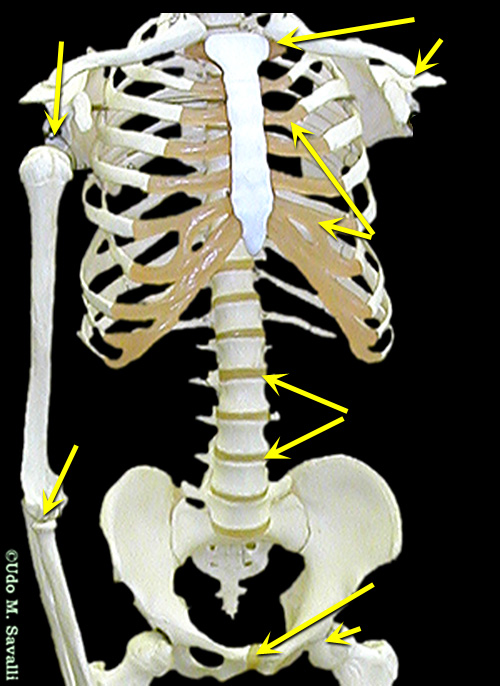 torso skeleton unlabeled
