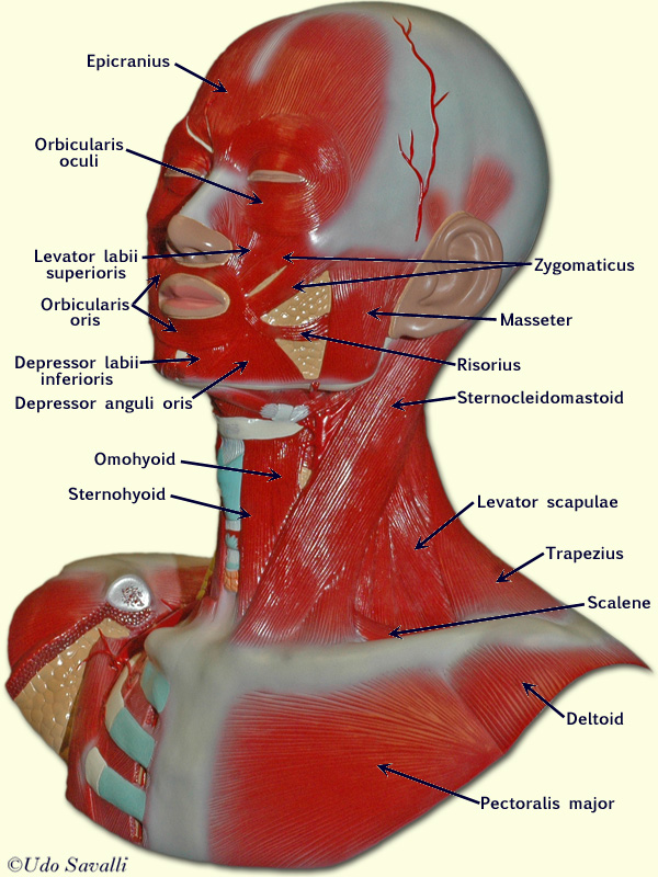 head muscle model labeled