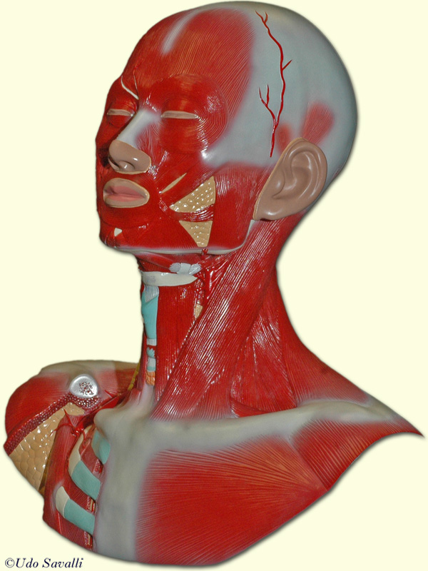 head muscle model unlabeled