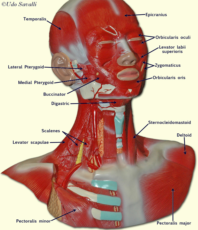 head muscle model right side labeled