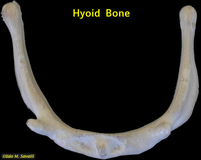 hyoid labeled