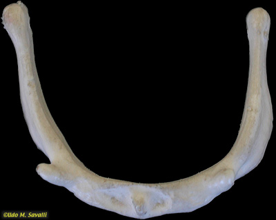 hyoid unlabeled