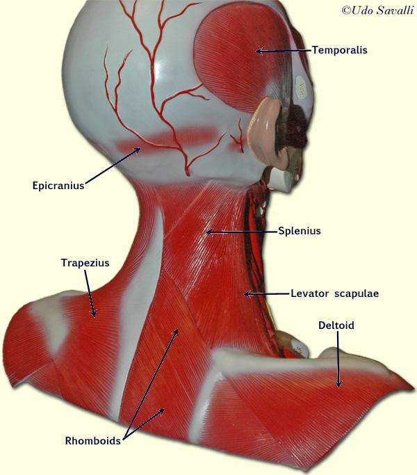 neck muscle model labeled