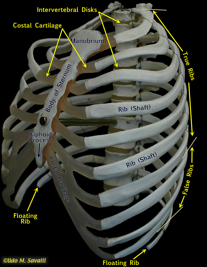 Rib cage labeled