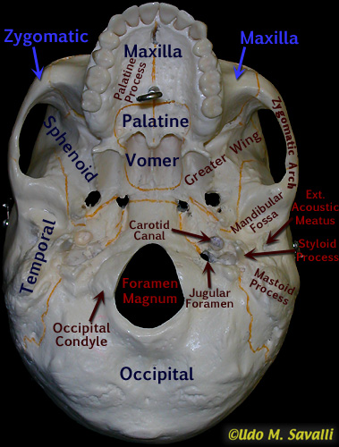 Bottom of skull labeled
