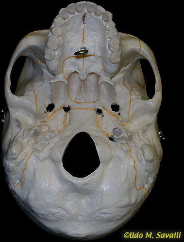 Bottom of skull unlabeled