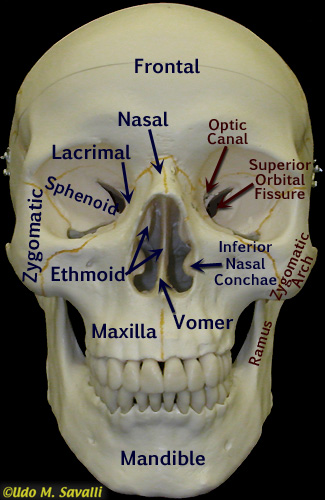 Front of skull labeled
