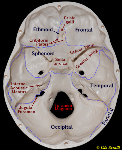 Inside of skull labeled