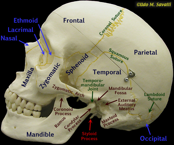 Side of skull labeled