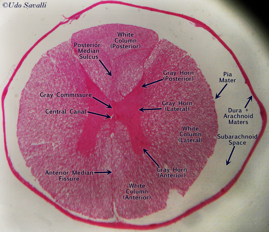 Spinal cord slide labeled