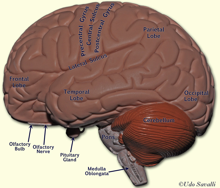 Brain external view labeled