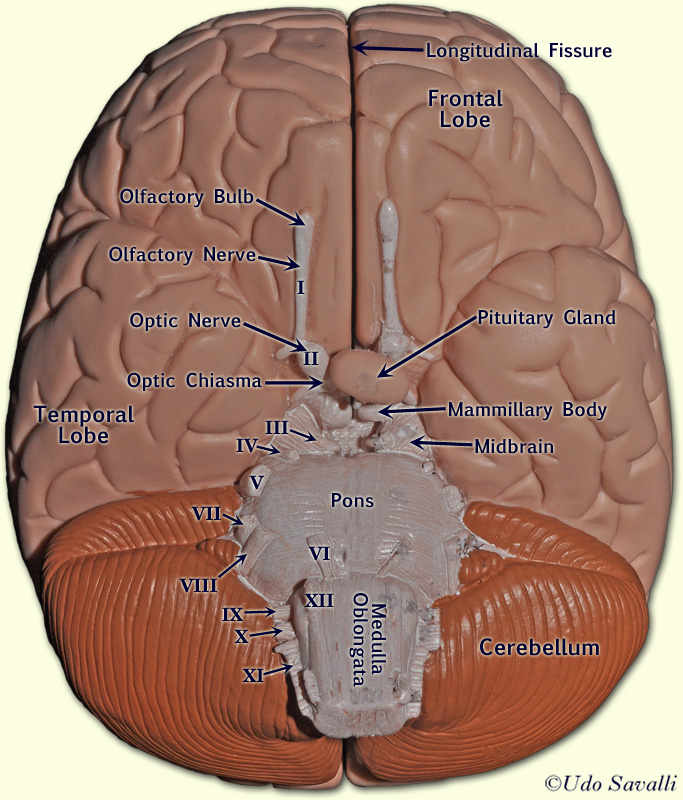Brain inferior view labeled