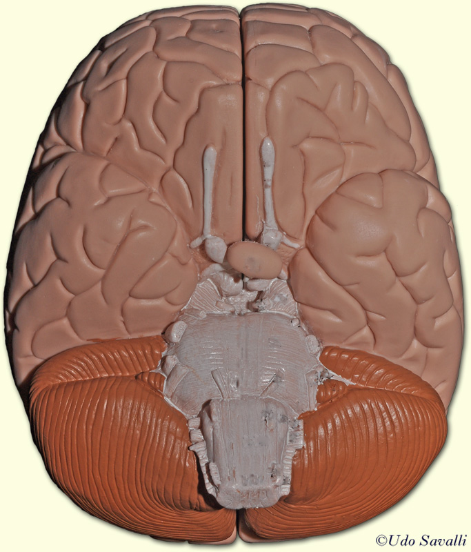 Brain inferior view unlabeled