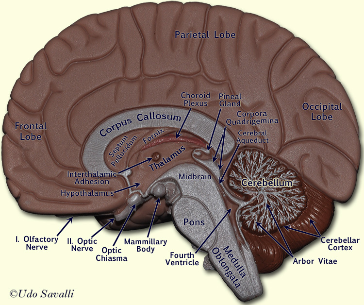 Brain internal view labeled