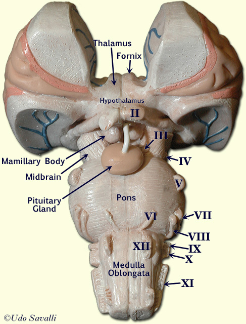 Brain stem ant. view labeled