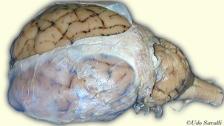 Sheep Brain external view unlabeled