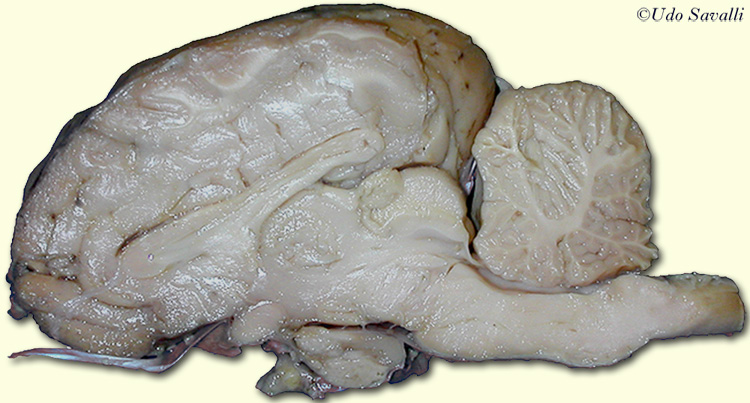 Sheep Brain internal view unlabeled