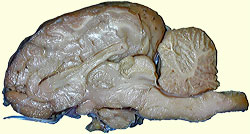 sheep brain