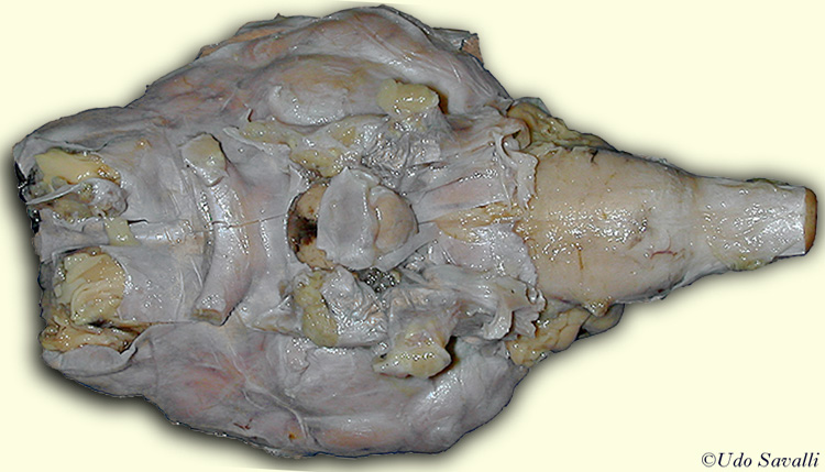 Sheep Brain ventral view unlabeled