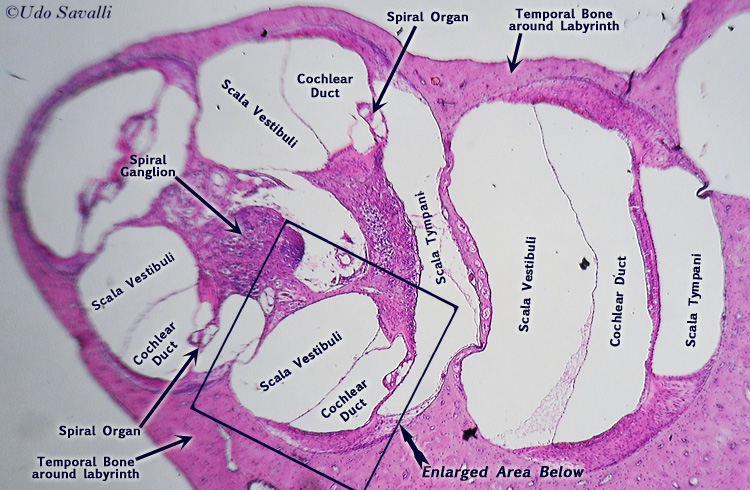 Cochlea entire unlabeled