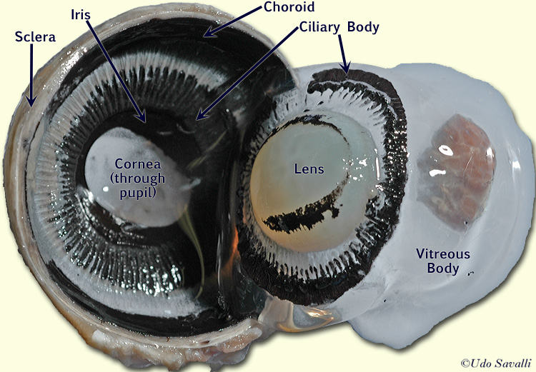 Cow Eye coronal section labeled