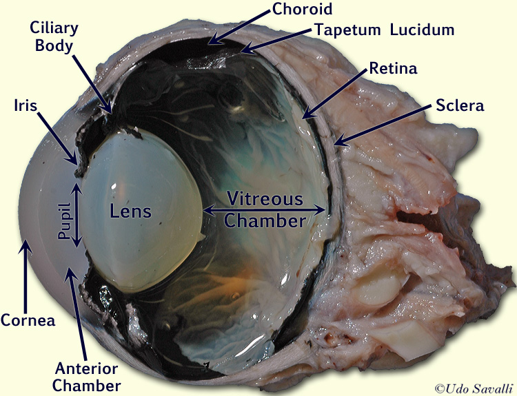 Cow Eye sagitttal section labeled