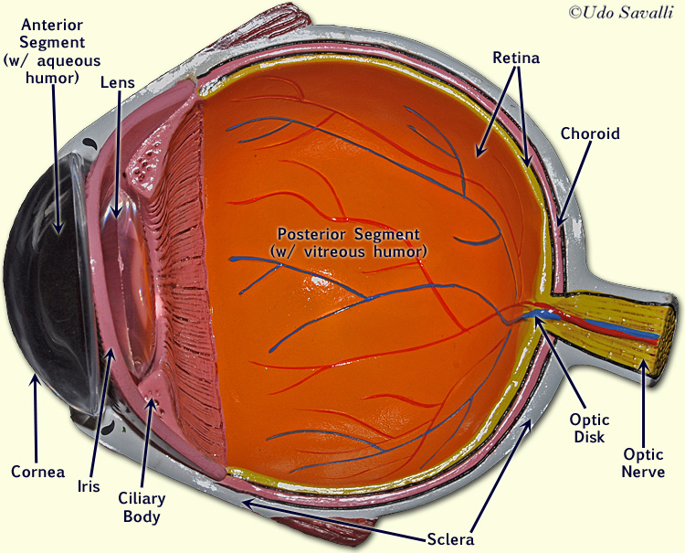 eyeball anatomy unlabeled