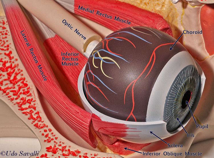 eyeball anatomy unlabeled