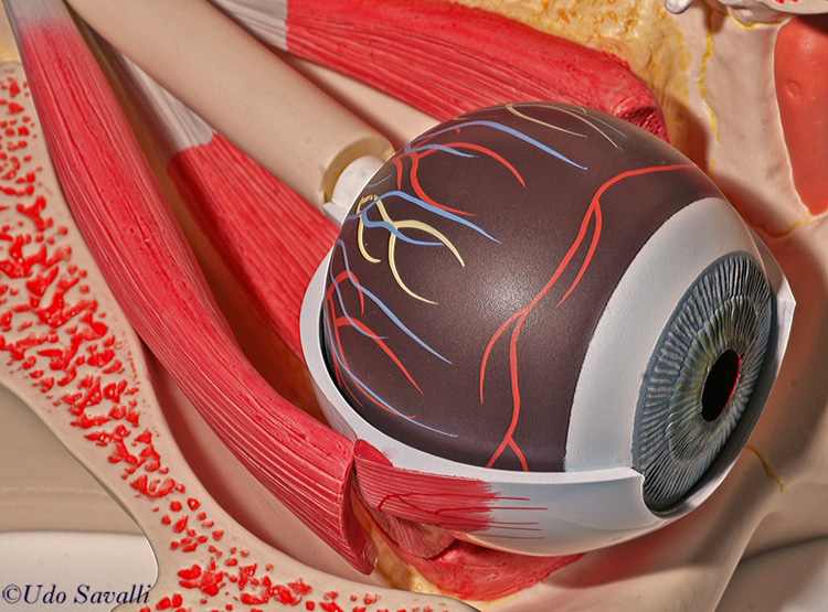 Superficial anatomy of eye