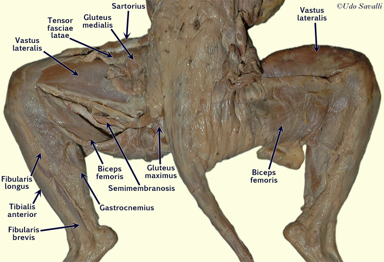 cat hind limbs unlabeled