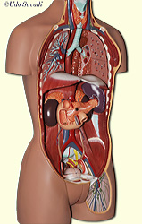 endocrine organs