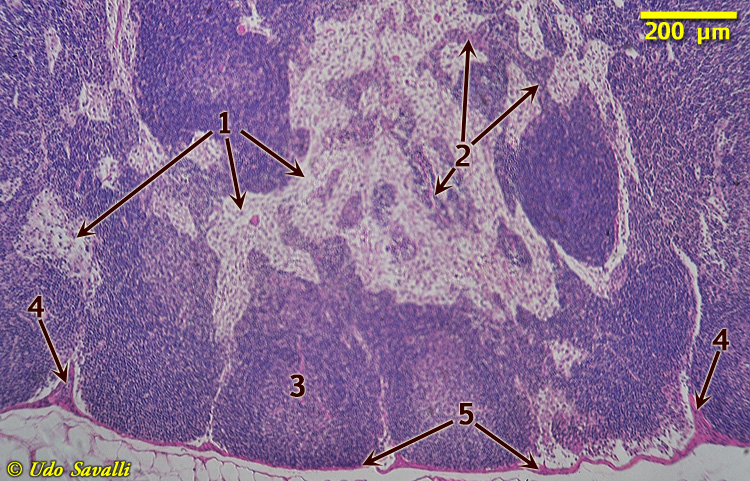 lymph node Histology