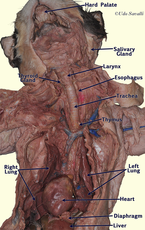 thymus cat