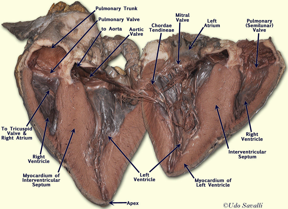 how totell which is right and left side of sheeps heart