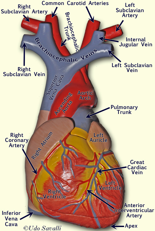 Bio202 Heart Model