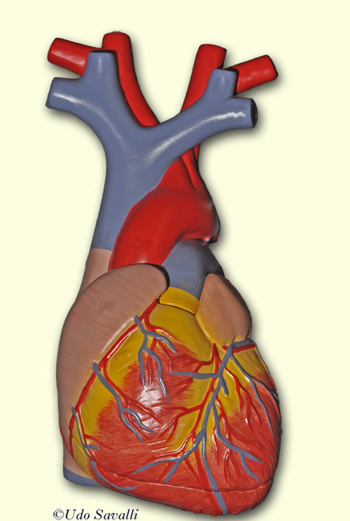 Heart 1 anterior unlabeled