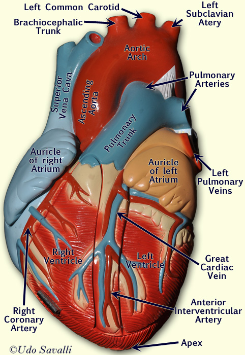 Heart 2 anterior labeled