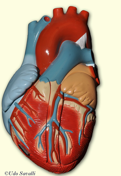Heart 2 anterior unlabeled