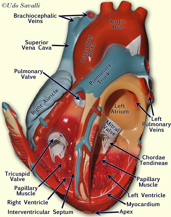 Bio202 Heart Model