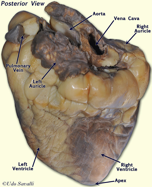 Sheep Heart External 2 unlabeled