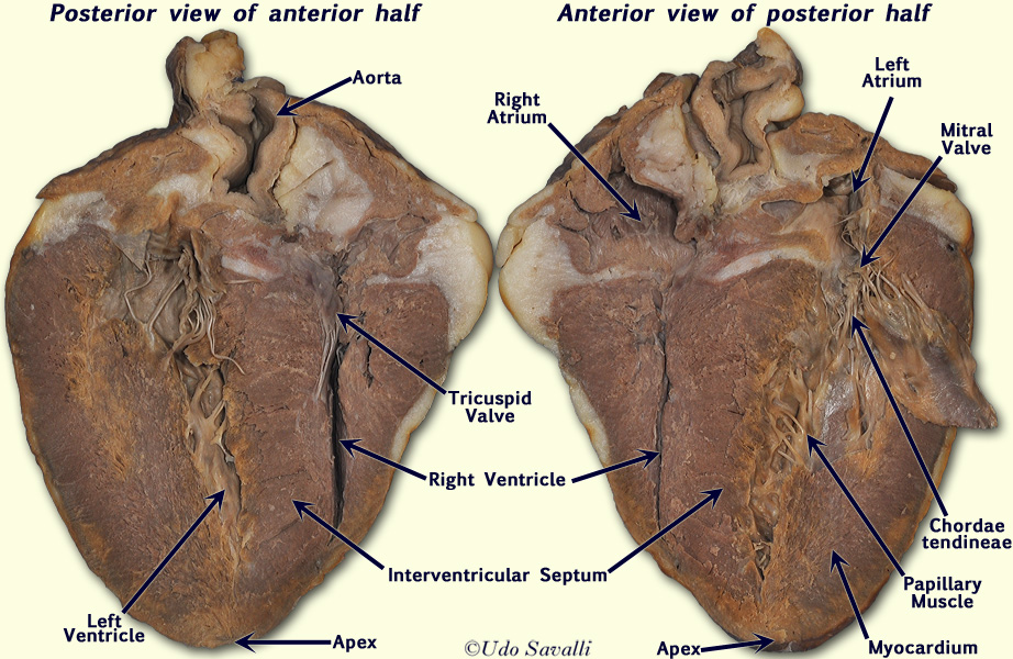 how totell which is right and left side of sheeps heart
