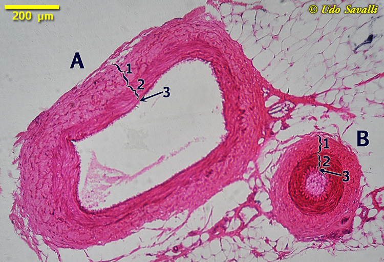 arteries and veins histology