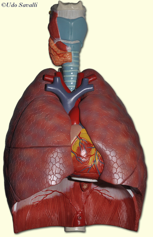 Respiratory model unlabeled