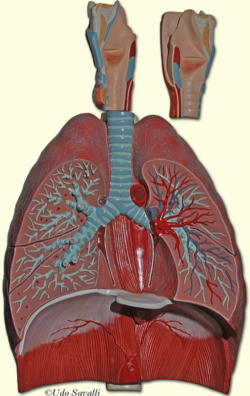 Respiratory model unlabeled