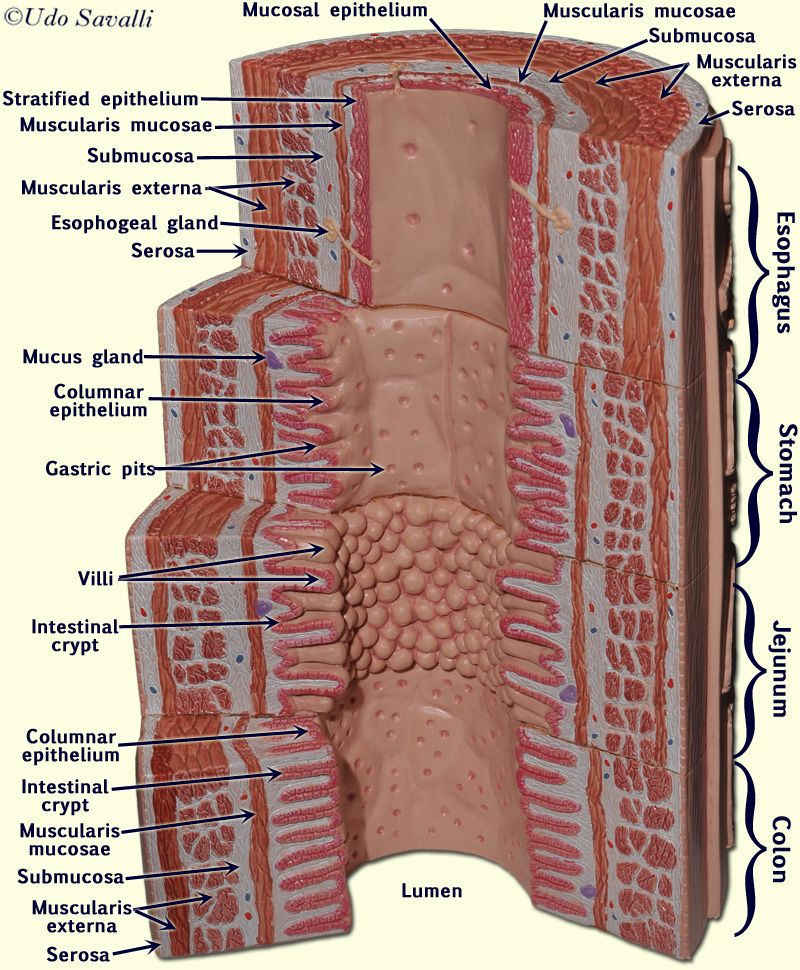 Microstructure Model labeled