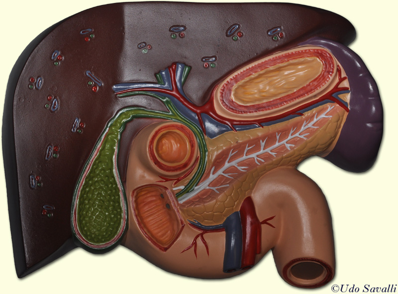 Pacreas, liver, duodenum model unlabeled