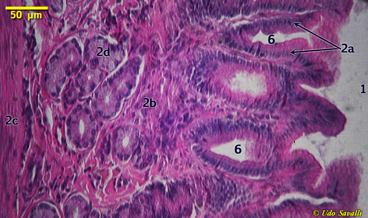 stomach Histology